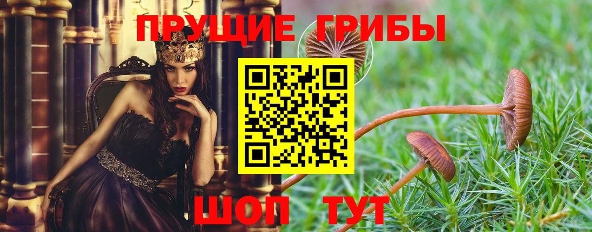 Галлюциногенные грибы GOLDEN TEACHER  Вход с VPN  Галлюциногенные грибы Psilocybine cubensis  Сухой Лог 
